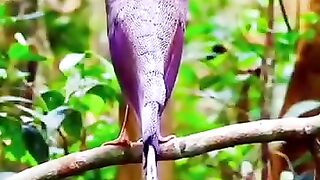Le show de la nature