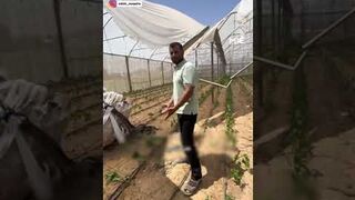Palestinian farmer says air drops destroying his farm