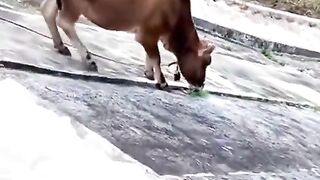 Sapi qurban