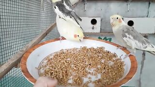 Feeding wheat to my cockatiels