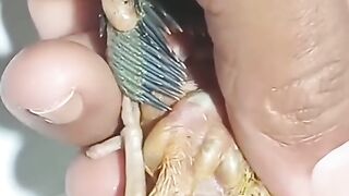Mencabut parasit yang ada pada hewan