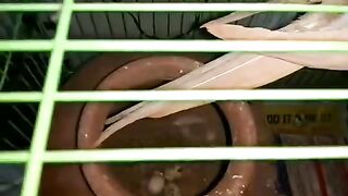 Baby Cockatiels' first 30 days
