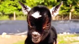 your timeline needs more baby goats