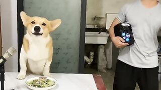 Dogs can sing this divine song. This dog understands music. Dog skills