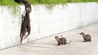 No one is left behind in the otter family!  Otterly inspiring ????