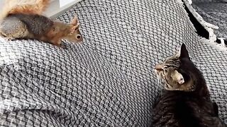 The best funny videos of all time let's go