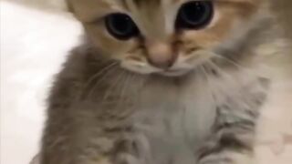 Funny cats moment 2 || funny clips 2024