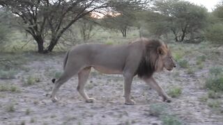 mixkit-male-lion-walking-in-the-savannah-