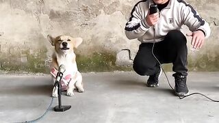 Have you ever heard of the song "Dream Chaser" where a man and a dog sing together? It's a funny sh????????????