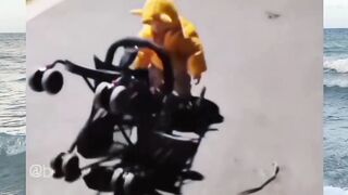 Funny Moment Part 8