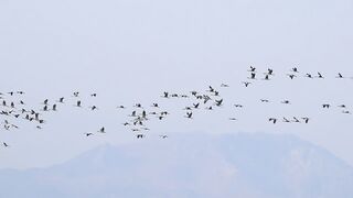 mixkit-flocks-of-birds-flying-in-the-sky-