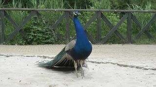 mixkit-peacock-walking-on-sand-
