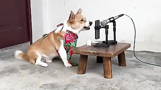 Dogs have also learned to sing live on their own. Dogs entertain themselves. Drama Dog ????????