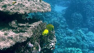 mixkit-beautiful-coral-with-exotic-reef-fish
