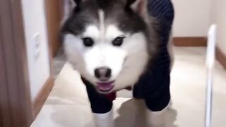 funny dog videos try not to laugh talking #