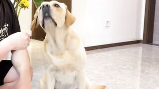 funny dog videos try not to laugh talking #9