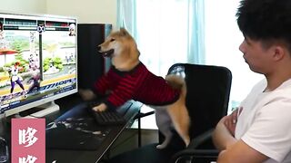funny dog videos try not to laugh talking #10