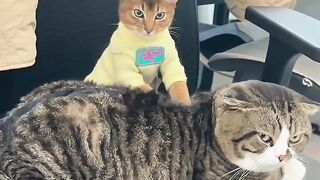 Funny cats video 3 || funny clips 2024