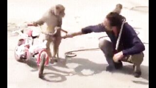 Acute and funny monkey