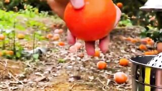Fruit 22