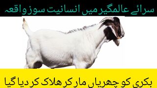 سرائے عالمگیر میں انسانیت سوز واقعہ فصل میں داخل ھونے والی بکری کو چھریاں گیا