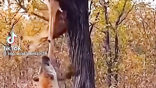 Hiena_faminta_enfraquece_Leopardo(480p).