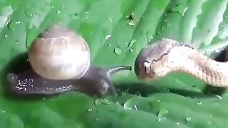 The attack of the snake makes the snail not able to withdraw