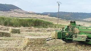 Harvesting oats