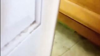 Funny birds and parrots compilation