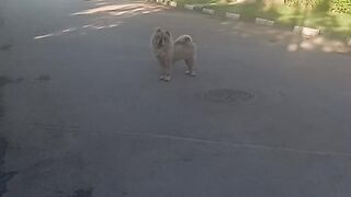 حيوان اليف