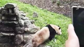 Panda playing in the zoo