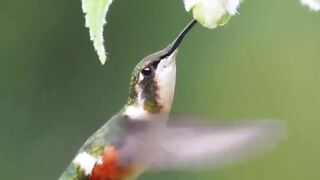 Humming bird eating honey