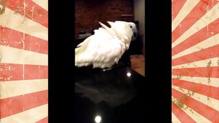 BEST COMPILATION FUNNY BIRDS #1
