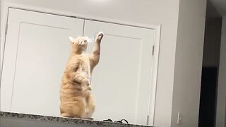 The Best of Weird Cats Weird cats are the best cats...????????