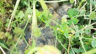 Turtle 5