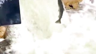 Fish jumping on the dam.