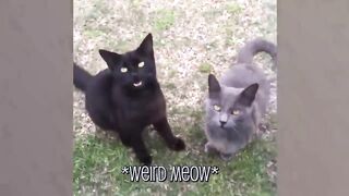 FUNNY CATS MOMMENT 6|| FUNNY CLIPS 2024 ????????????