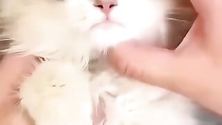 Cat videos cute cats kittens ???????? 2