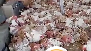 ??????? 5