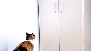 Caaaat 2