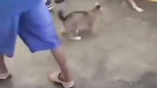 Laugh with General, a dog that imitates its owner4