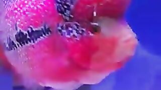 #Flowerhorn Cichlid#