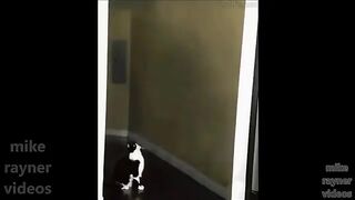 unny pets - cats dogs animals, amazing original song ♫ best free music