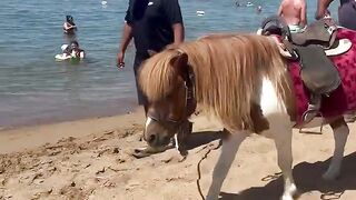 Camel & pony