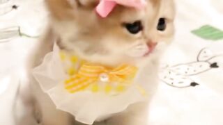 CUTE CATS MOMMENT ????????|| CLIPS 2024
