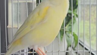 كناري