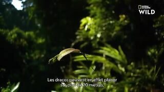 Le draco