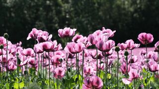 natural views 2