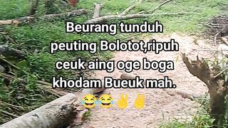 ayam broiler || kata kata lucu 495