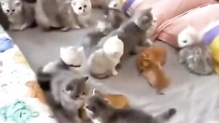 cute kittens 8